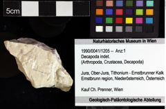 Foto (Objket + Etiketten) von Decapoda indet. 